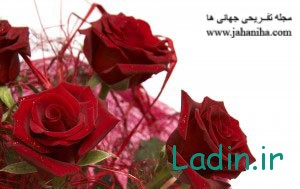 red_rose_www.jahaniha.com_26
