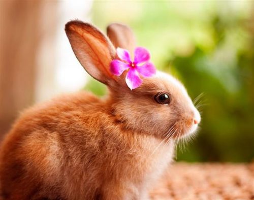 نگهداری خرگوش | آموزش نحوه مراقبت و نگهداری خرگوش در خانه