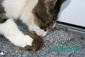 خوردن موش توسط گربه