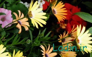 دانلود عکس گل های زیبا و رنگارنگ و دسته گل های خوشگل