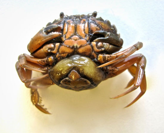 جانوری که در بدن خرچنگ ها ریشه می کند