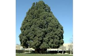 درخت  زربین