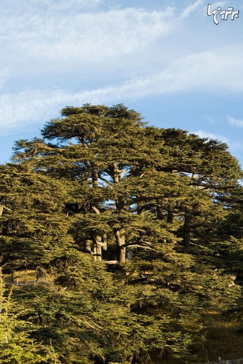 کجا برویم تا معروف ترین درختان جهان را ببینیم.