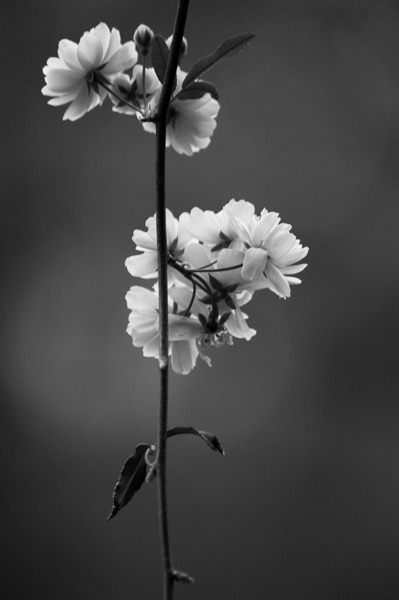 عکس شکوفه گل