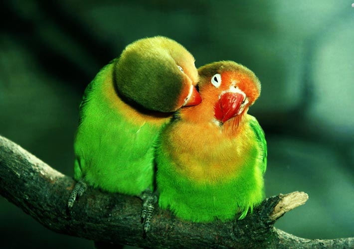 parrots-in-love-wallpaper