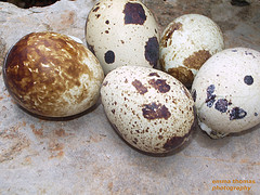 quial-egg1.jpg