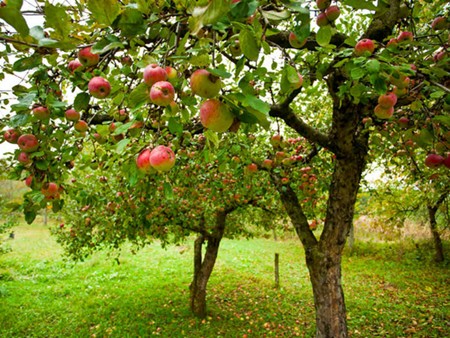 سیب درختی , خواص میوه سیب , خواص سیب قرمز , فواید سیب قرمز , خواص دارویی سیب 