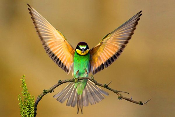آشنایی با پرندگان: هر آنچه در مورد پرندگان باید بدانید