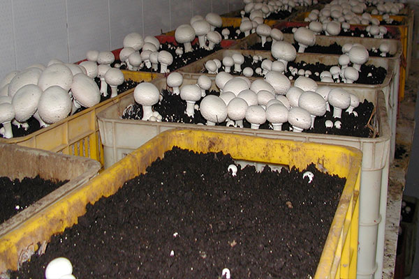 ساده ترین روش تولید قارچ در منزل: پرورش قارچ چه مزایا و شرایطی دارد؟